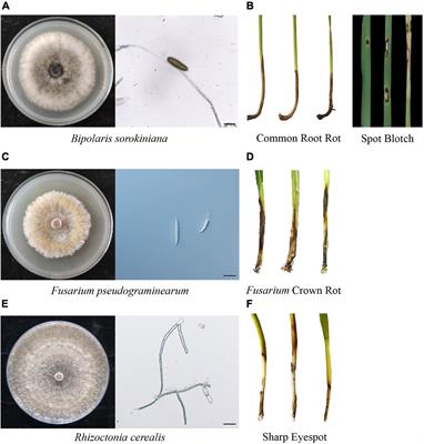 Genetics of Resistance to Common Root Rot (Spot Blotch), Fusarium Crown Rot, and Sharp Eyespot in Wheat